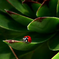 Tiere, Pflanzen, Landschaften, Stillleben, Fotografie – Isabel Ruzafa