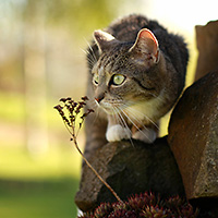 Tiere, Pflanzen, Landschaften, Stillleben, Fotografie – Isabel Ruzafa